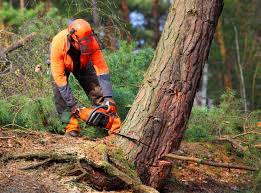 Professional Tree Removal and Landscaping Services in Astor, FL